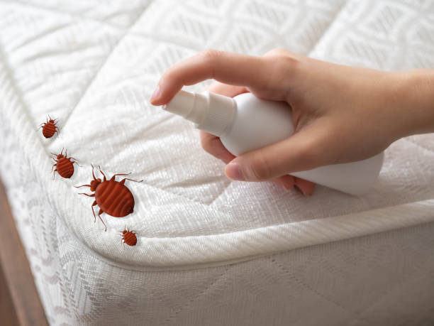 Best Affordable Pest Control Services  in Flower Mound, TX