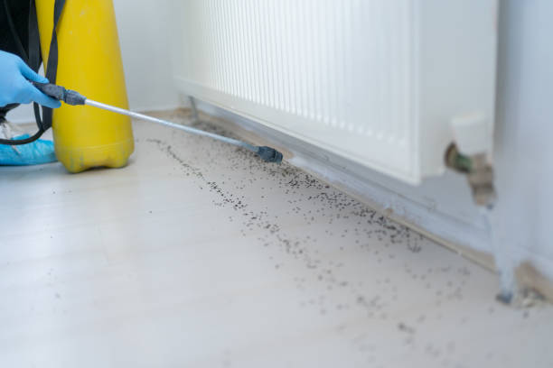 Best Affordable Pest Control Services  in Flower Mound, TX